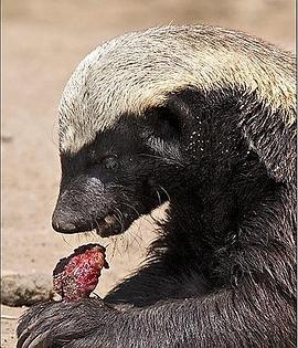 蜜獾：破坏之王(全集)